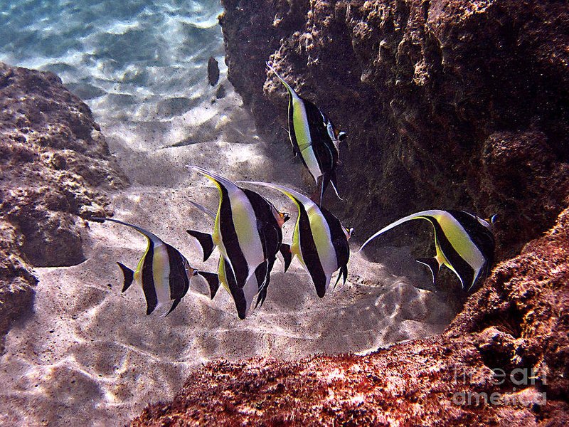Moorish Idol