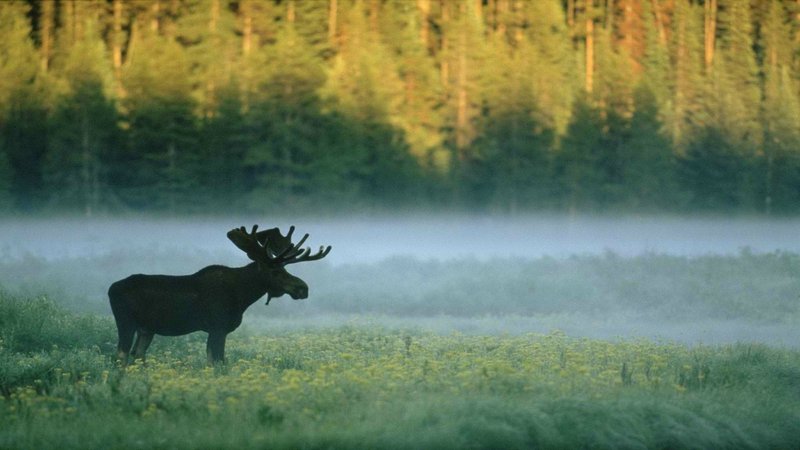 Moose