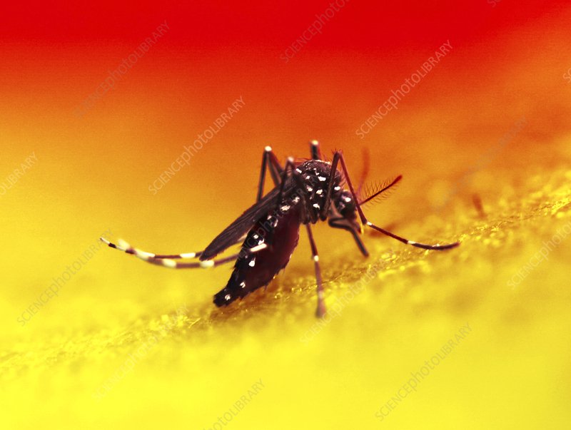 Mosquito