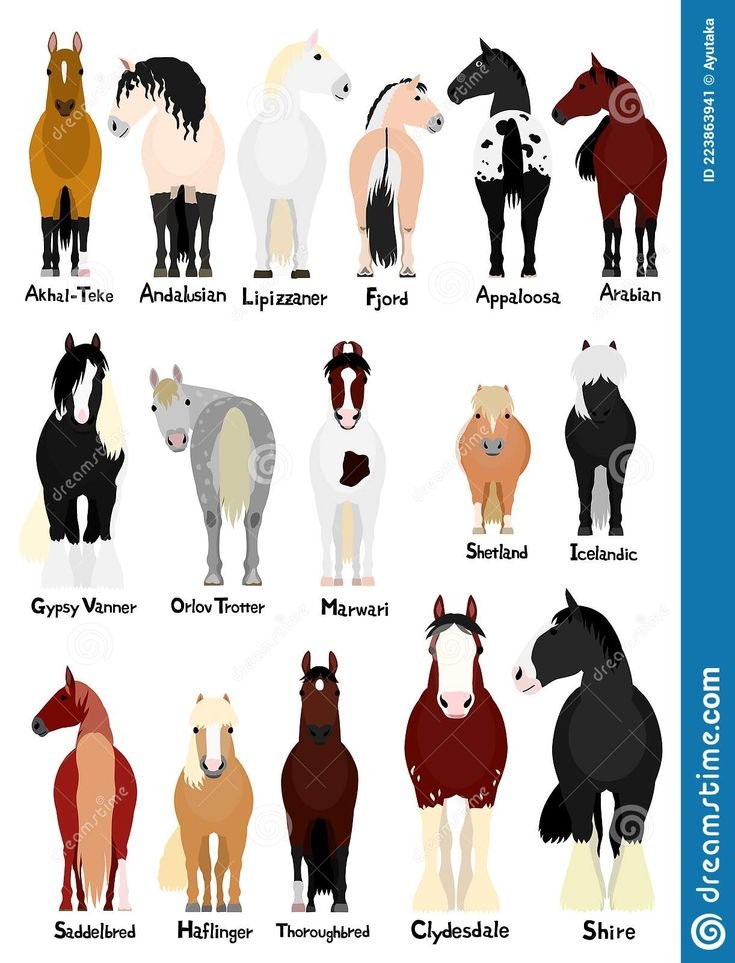 Most Popular Horse Breeds And Their Characteristics