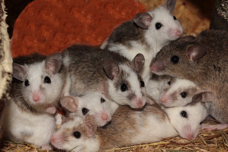 Most Popular Pet Mouse Breeds And How To Choose One
