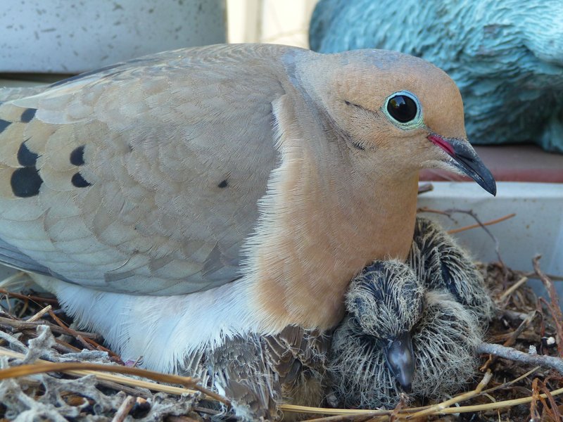 Mourning Dove Nesting Habits And Lifecycle