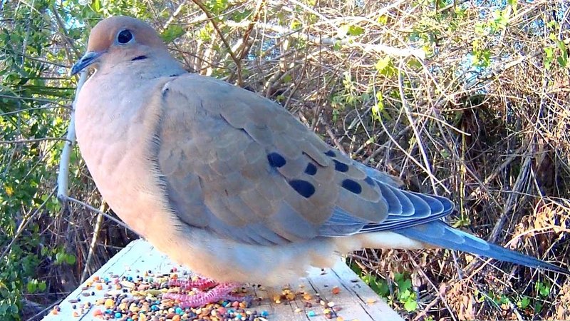 Mourning Dove Vocalizations And What They Mean