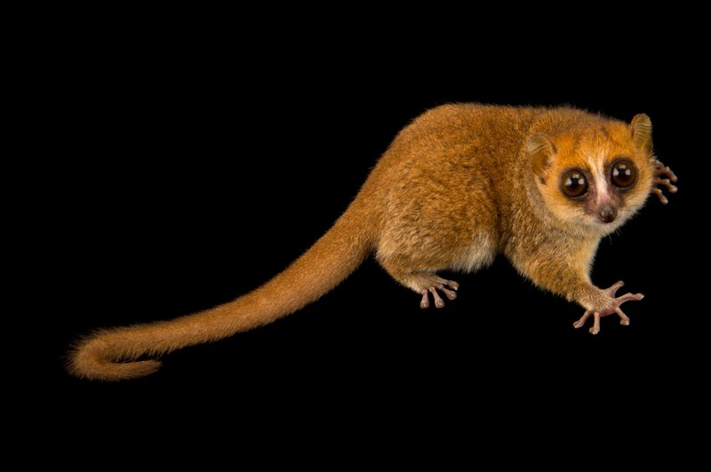 Mouse Lemur