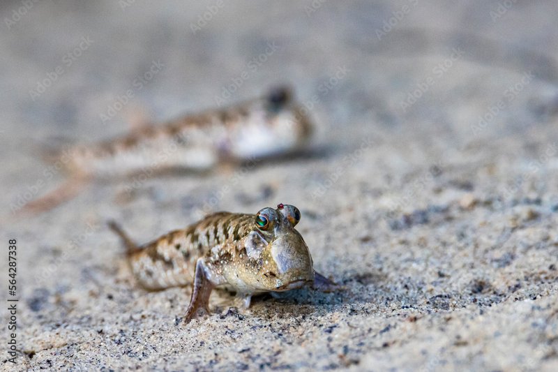 Mudskipper