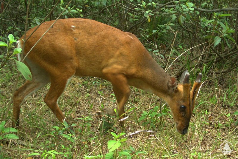 Muntjac