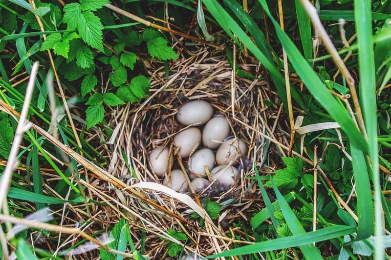 Muscovy Duck Nesting Habits And Lifecycle