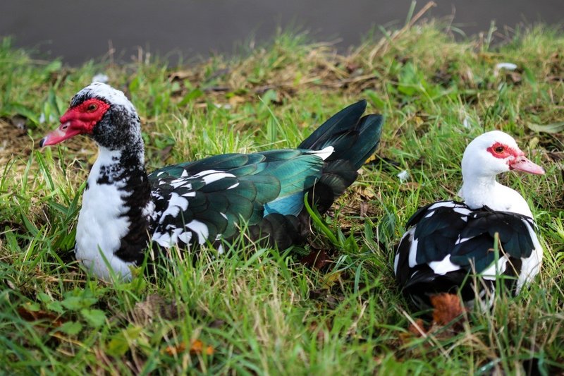 Muscovy Duck Vocalizations And What They Mean
