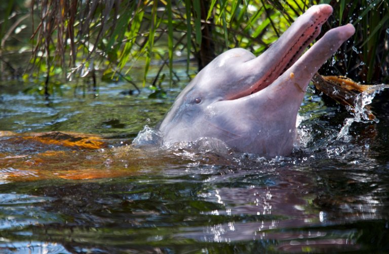Myths And Cultural Beliefs About The Amazon River Dolphin