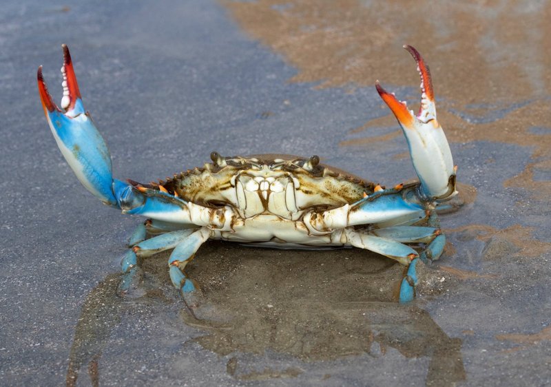 Myths And Cultural Beliefs About The Blue Crab