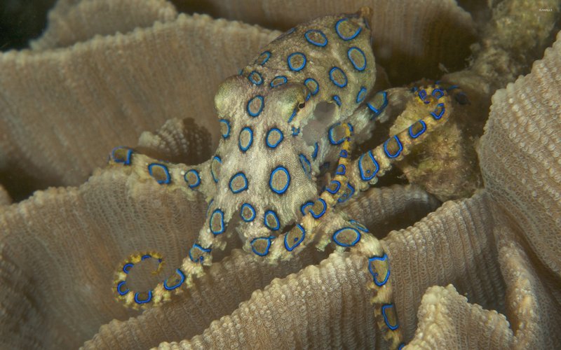 Myths And Cultural Beliefs About The Blue-Ringed Octopus