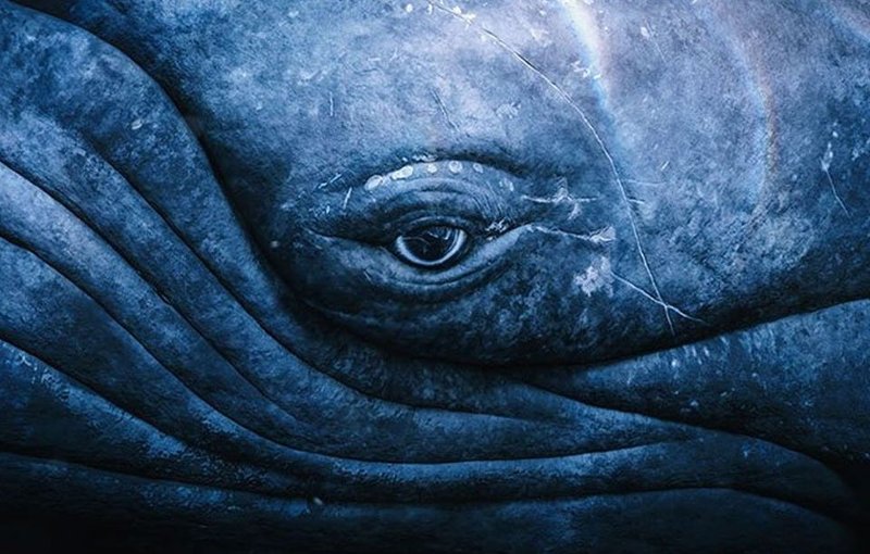 Myths And Cultural Beliefs About The Blue Whale