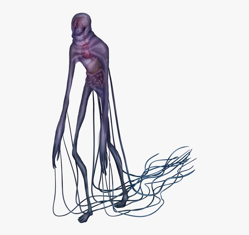 Myths And Cultural Beliefs About The Box Jellyfish