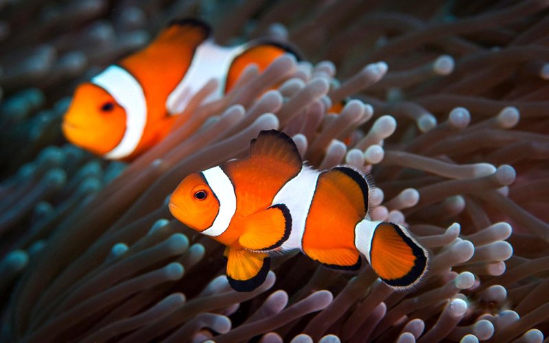 Myths And Cultural Beliefs About The Clownfish