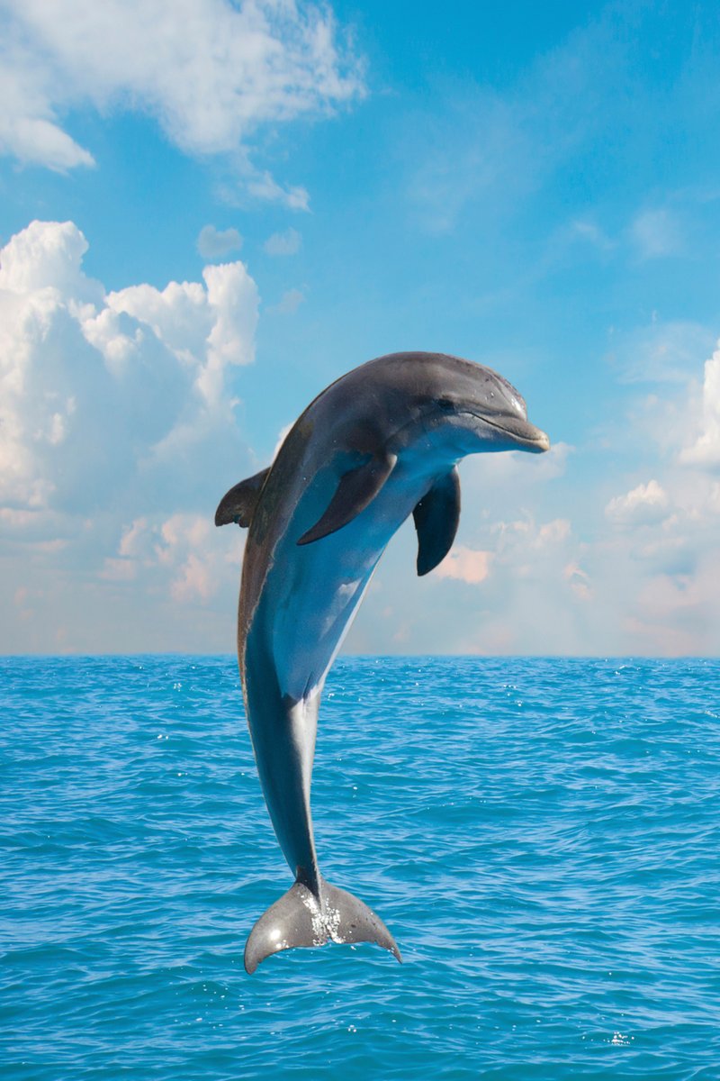 Myths And Cultural Beliefs About The Dolphin
