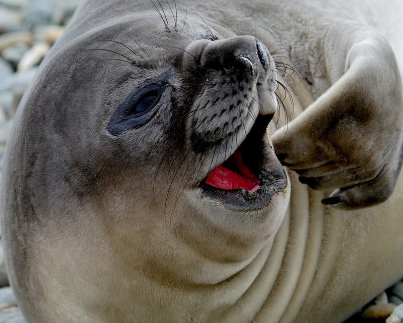 Myths And Cultural Beliefs About The Elephant Seal