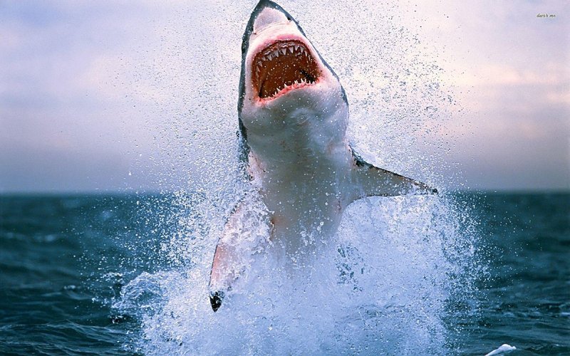 Myths And Cultural Beliefs About The Great White Shark