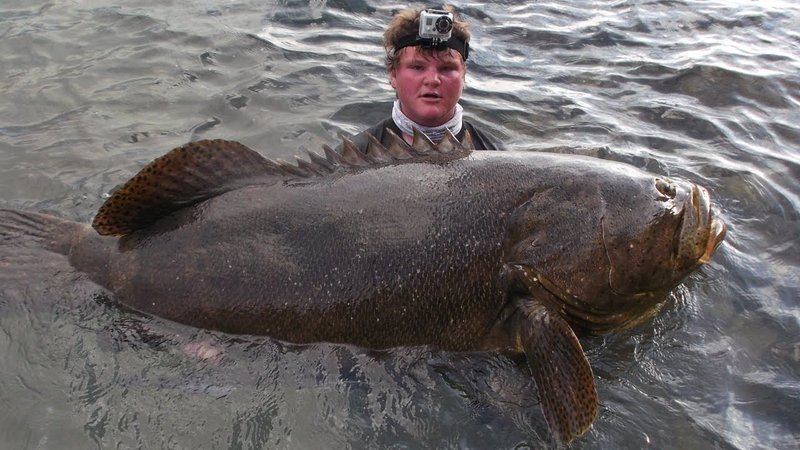 Myths And Cultural Beliefs About The Grouper