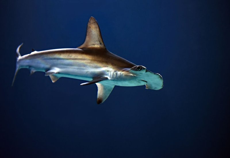 Myths And Cultural Beliefs About The Hammerhead Shark