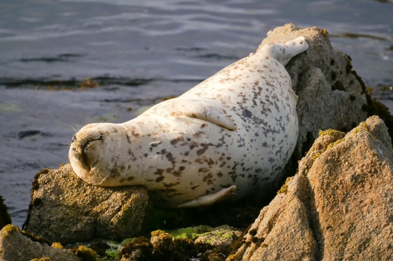 Myths And Cultural Beliefs About The Harbor Seal