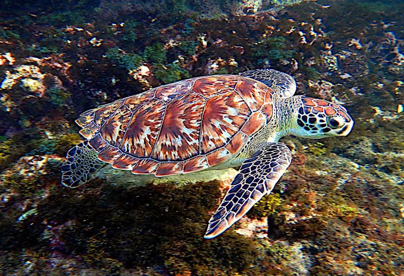 Myths And Cultural Beliefs About The Hawksbill Turtle