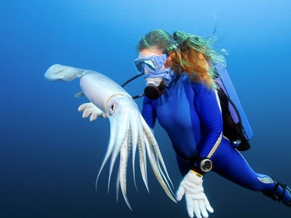 Myths And Cultural Beliefs About The Humboldt Squid