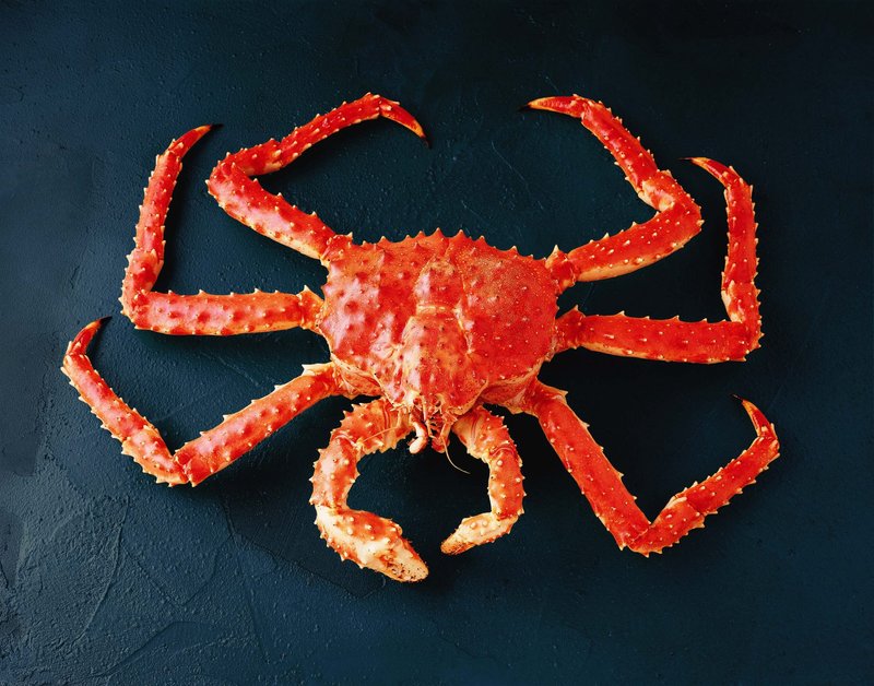 Myths And Cultural Beliefs About The King Crab