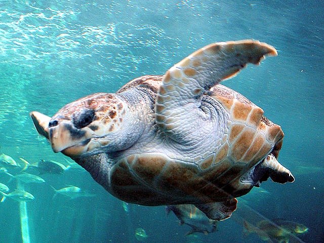 Myths And Cultural Beliefs About The Loggerhead Turtle