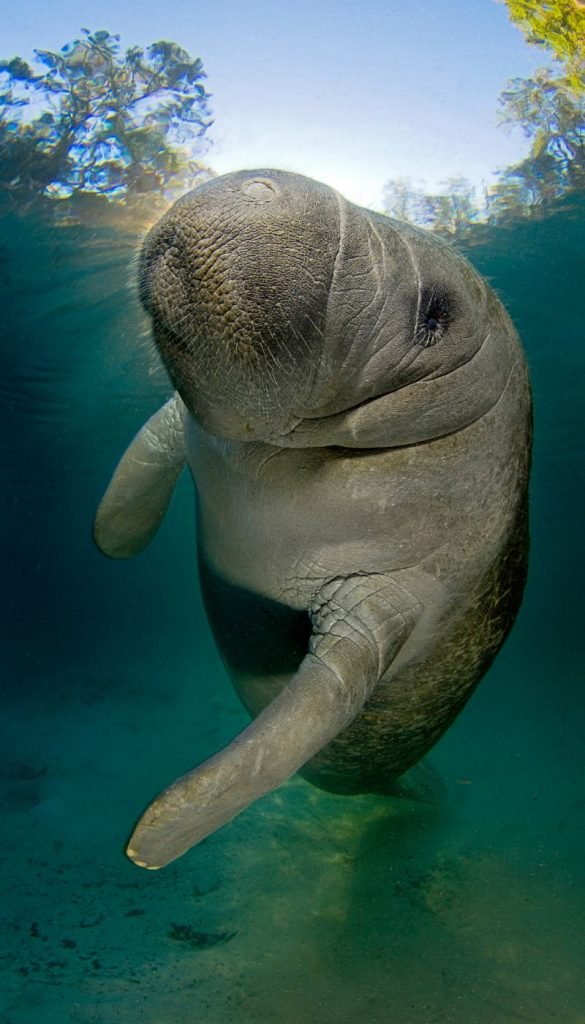 Myths And Cultural Beliefs About The Manatee