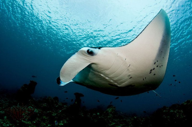 Myths And Cultural Beliefs About The Manta Ray