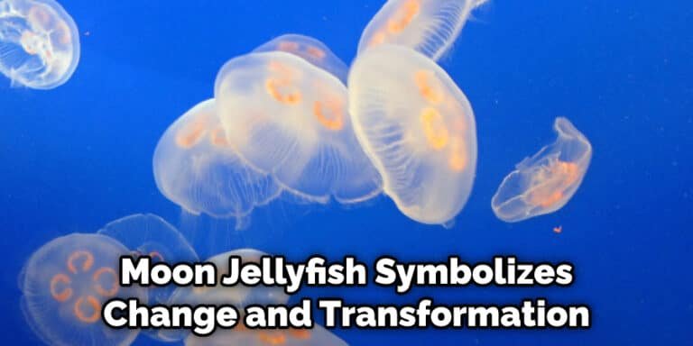 Myths And Cultural Beliefs About The Moon Jellyfish