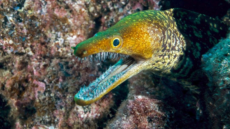 Myths And Cultural Beliefs About The Moray Eel