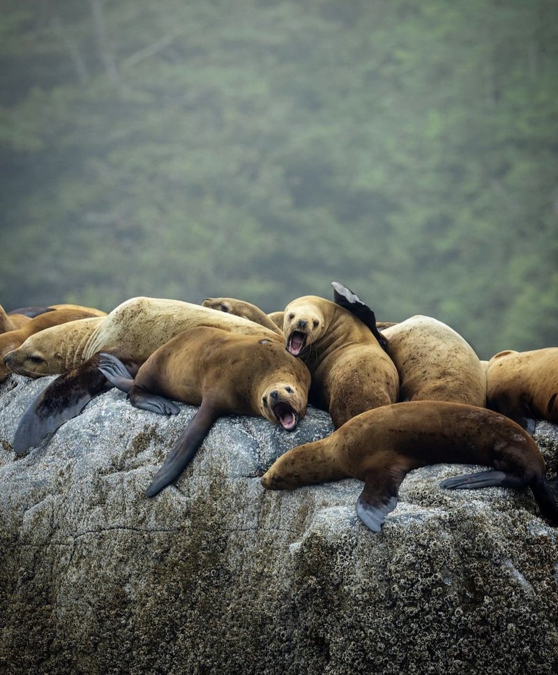 Myths And Cultural Beliefs About The Sea Lion