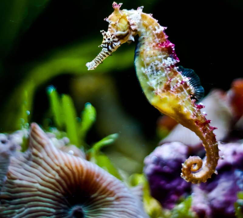 Myths And Cultural Beliefs About The Seahorse
