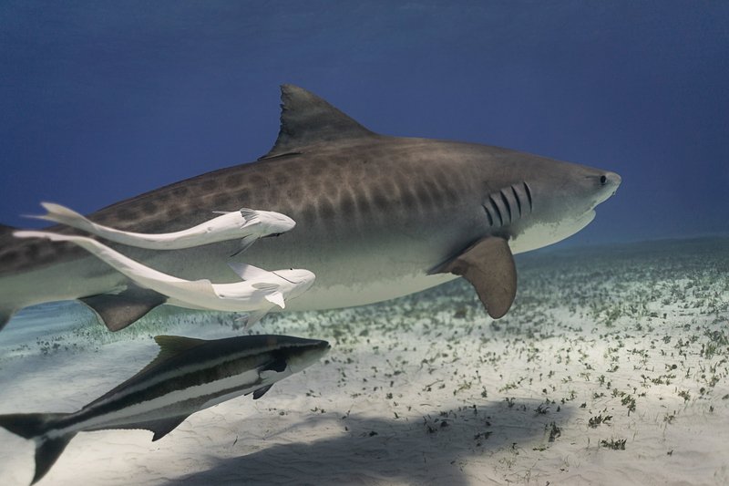 Myths And Cultural Beliefs About The Shark
