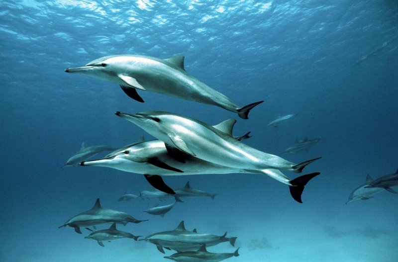 Myths And Cultural Beliefs About The Spinner Dolphin