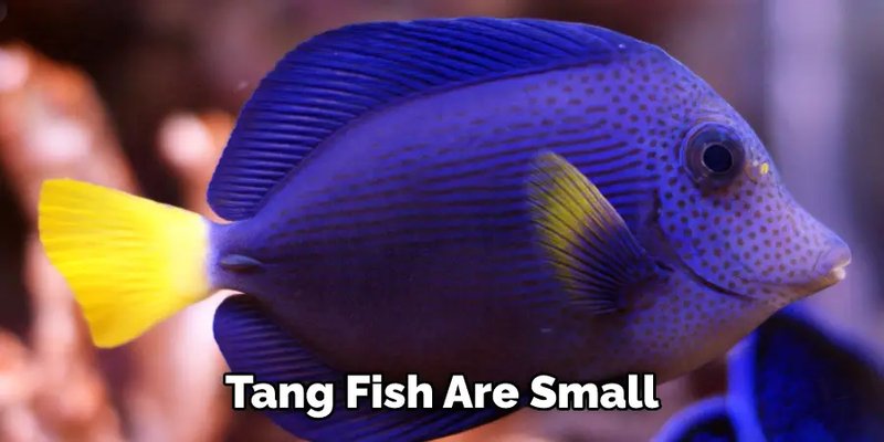 Myths And Cultural Beliefs About The Tang Fish