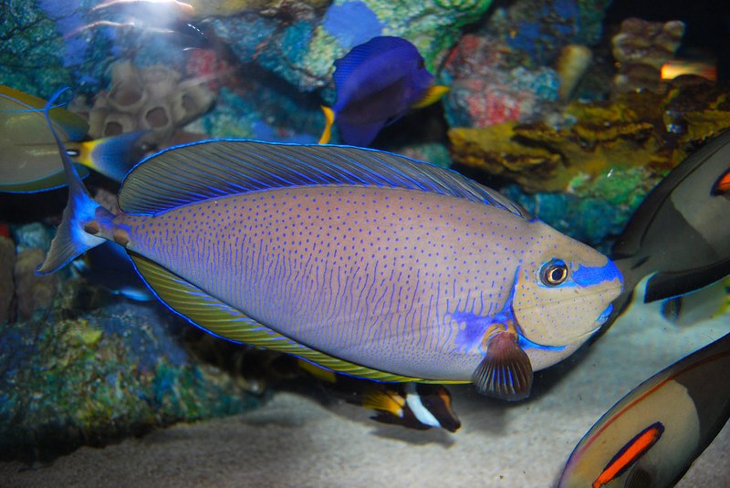 Myths And Cultural Beliefs About The Vlamingii Tang