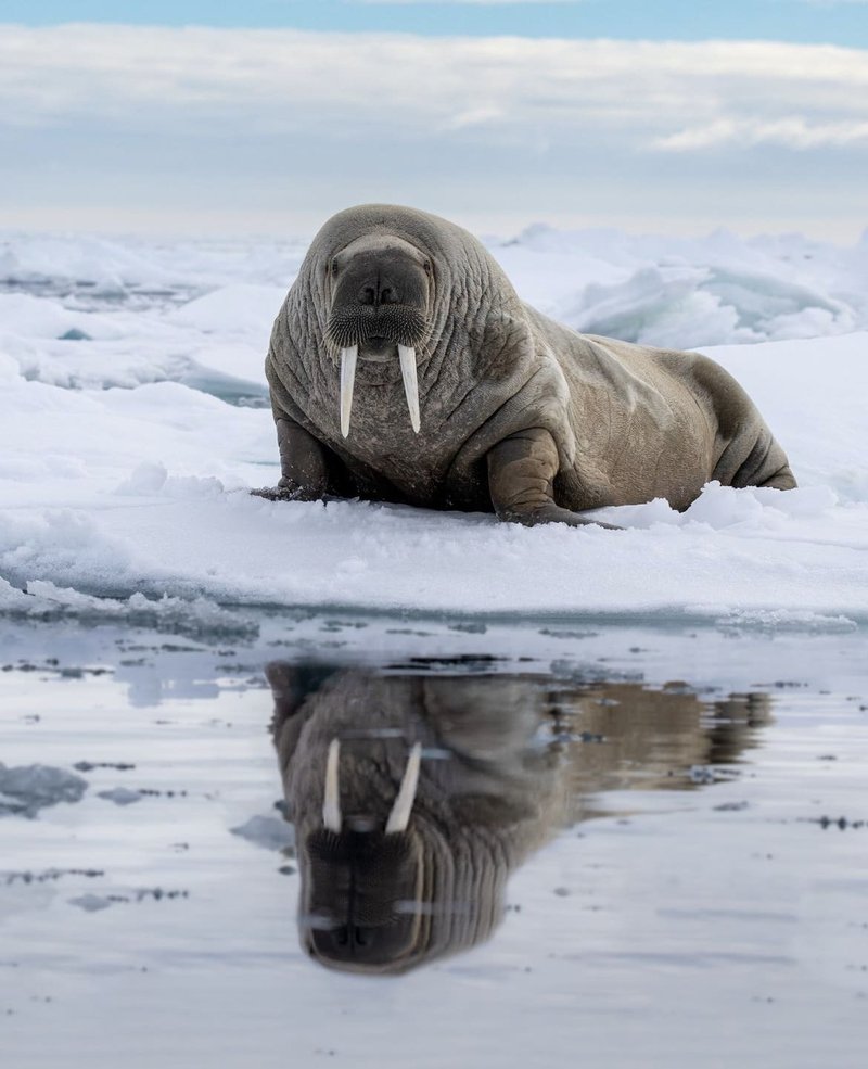 Myths And Cultural Beliefs About The Walrus
