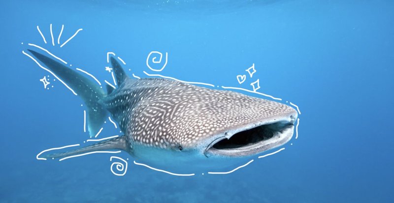 Myths And Cultural Beliefs About The Whale Shark