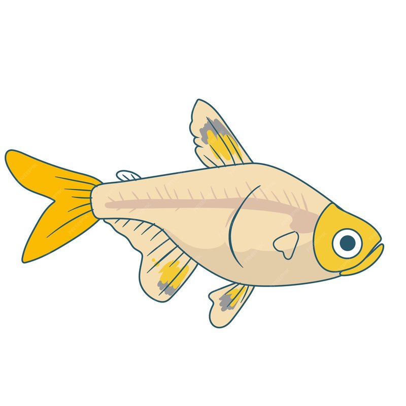 Myths And Cultural Beliefs About The X-Ray Tetra
