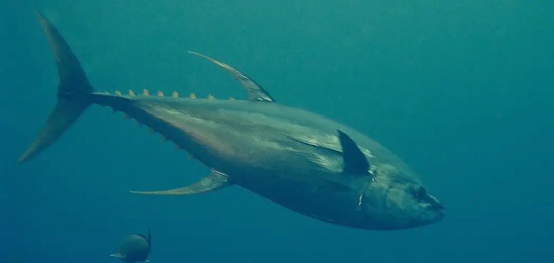 Myths And Cultural Beliefs About The Yellowfin Tuna