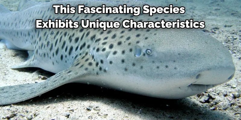 Myths And Cultural Beliefs About The Zebra Shark