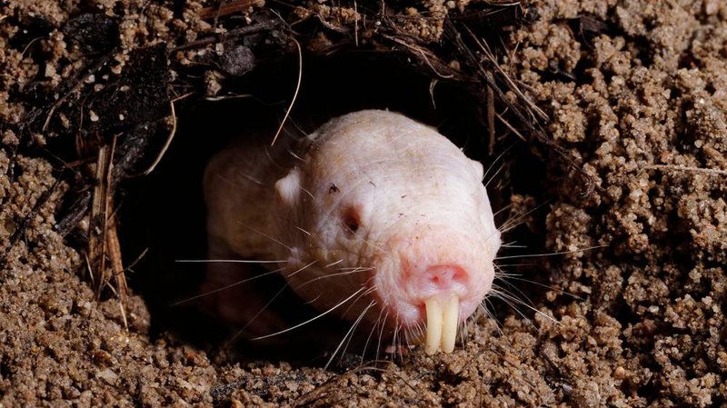 Naked Mole Rat