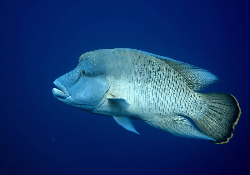Napoleon Wrasse