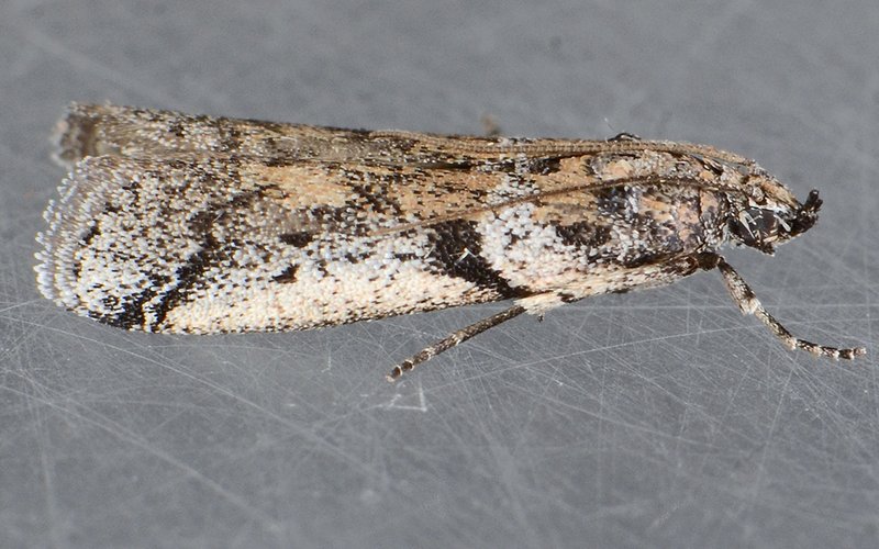Navel Orangeworm Moth