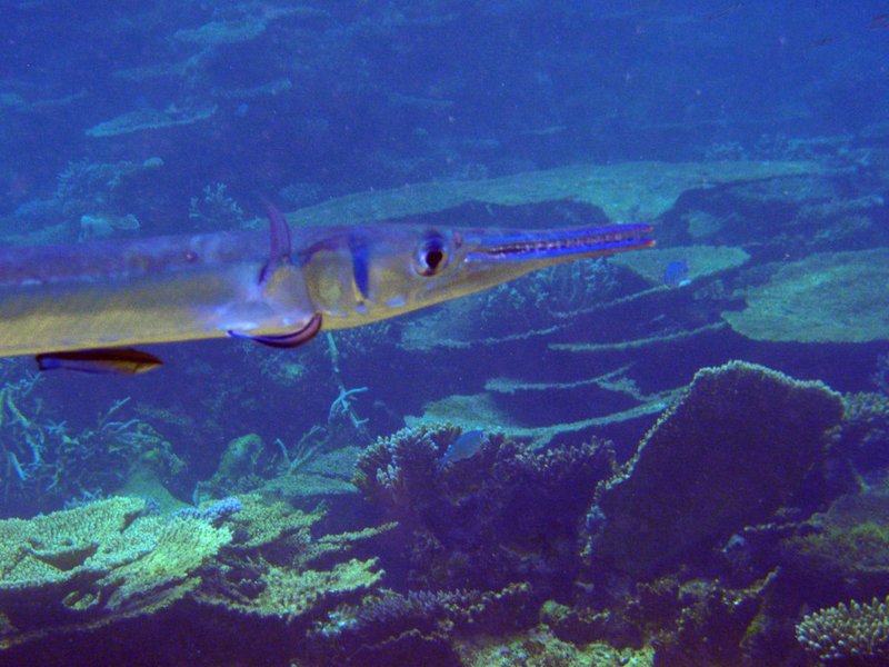Needlefish