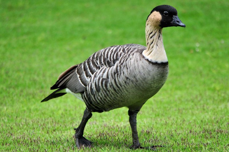Nene (Hawaiian Goose)