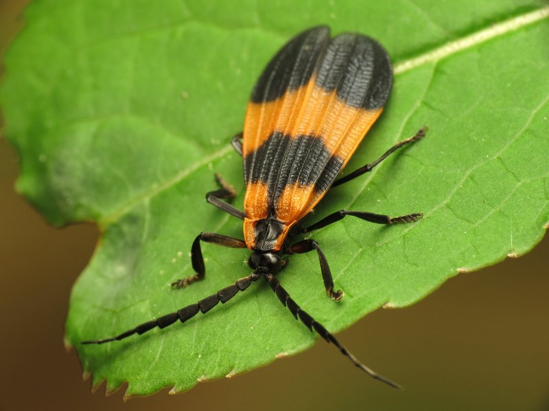 Net-Winged Beetle