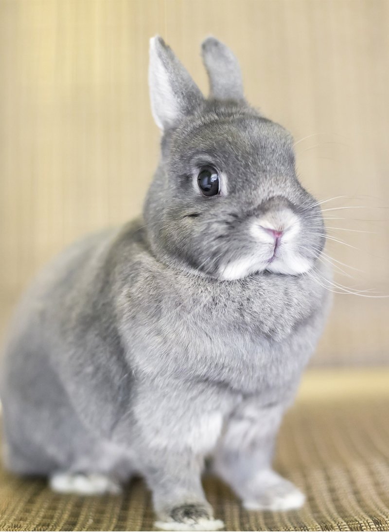 Netherland Dwarf Rabbit Overview: Size, Temperament, And Appearance